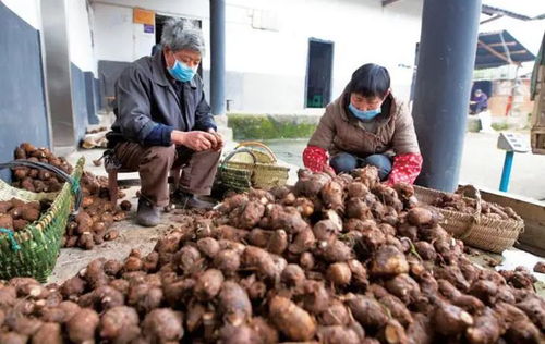 疫情期间农产品销售难 信息 下乡 土货 进城 ,中峰镇积极搭建产销 鹊桥 破僵局